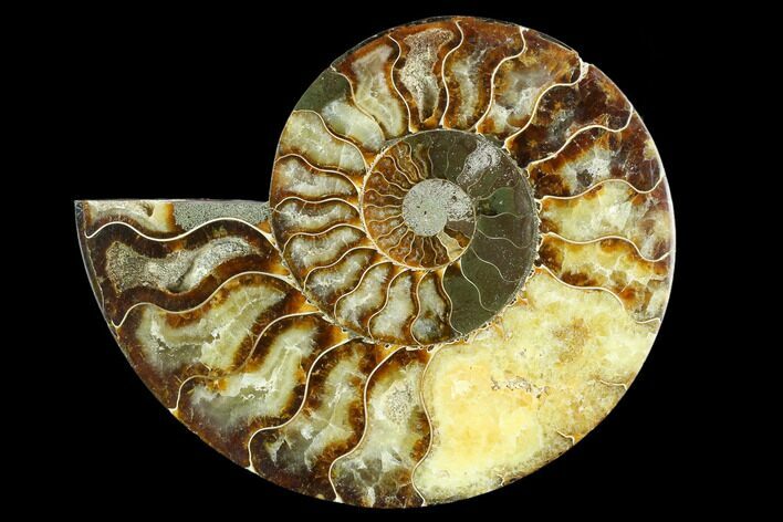 Cut Ammonite Fossil (Half) - Agatized #125563